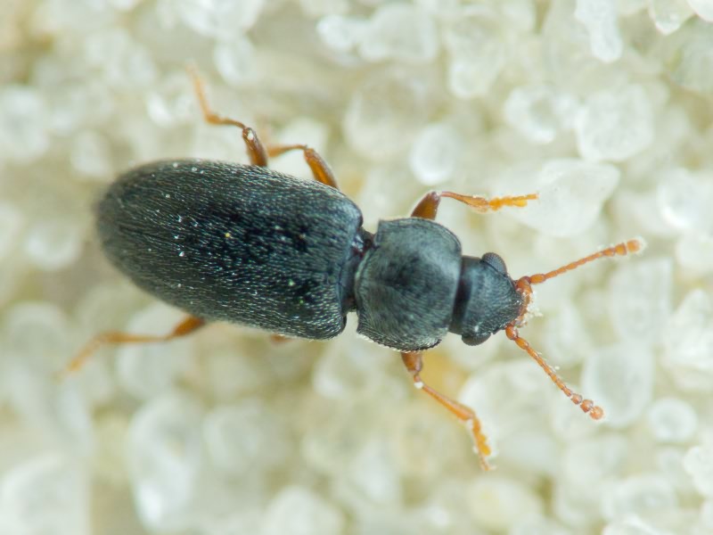 Coleoptera Linnaeus, 1758